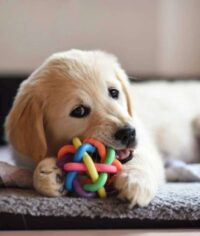 image.psd (1) image.psd (1)